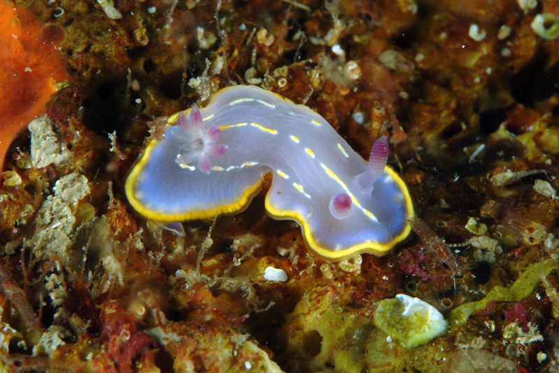 Chromodoris krohni